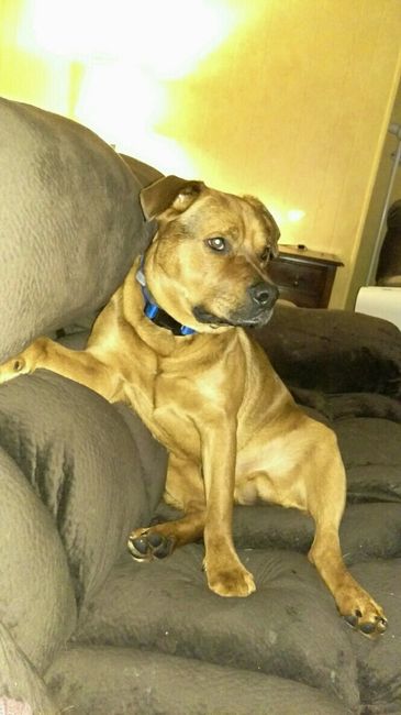 Spinoff: Show us your rescues!