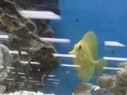 NWR: I want to see your pets!