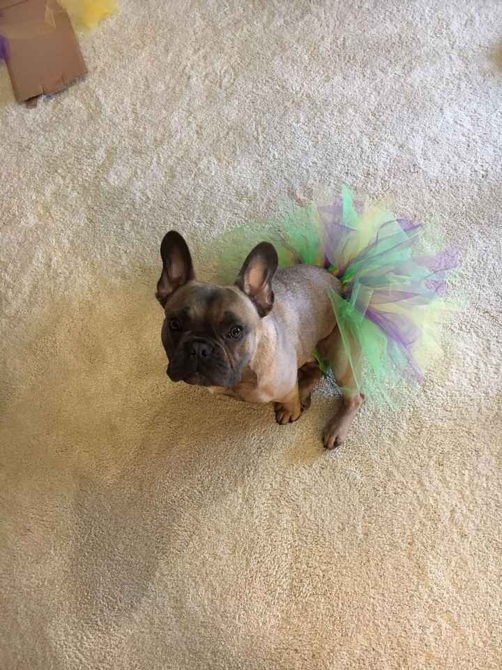 NWR: Mardi Gras puppy!!!
