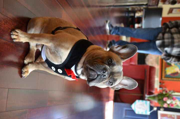 Dogs in wedding?
