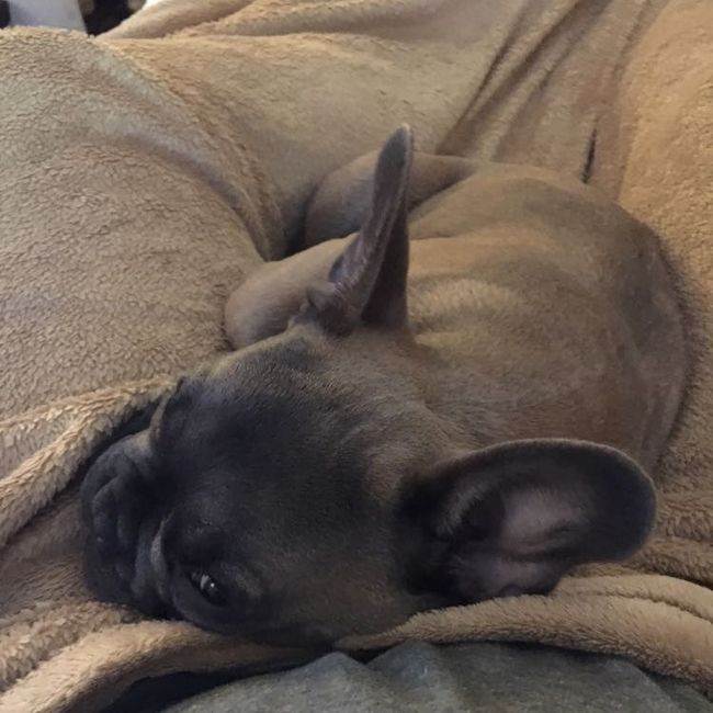 Fur Babies (Give the Best Hugs)