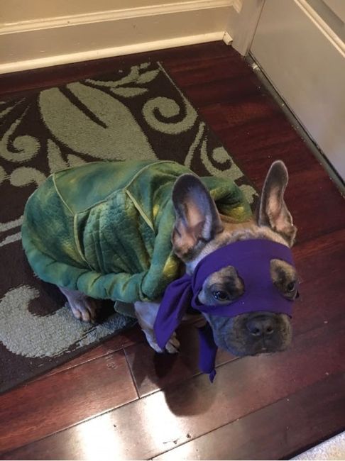 NWR: TMNT dog!!!!