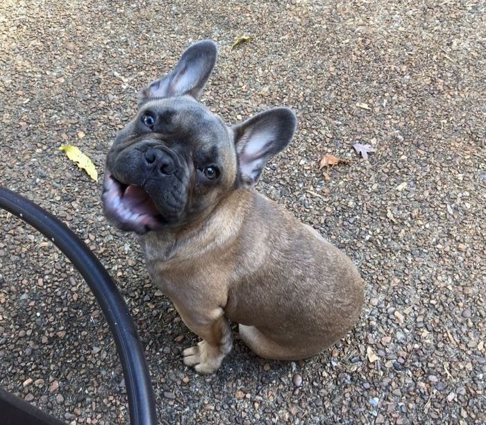 NWR: furbabies