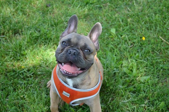 NWR: Puppies and fur babies!