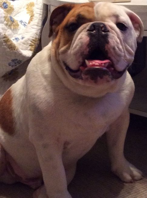Today is National Pet Day! Let's see those fur babies :)