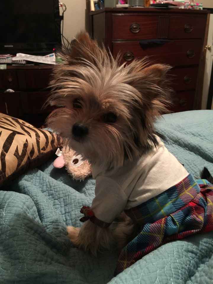 It is national dog day!