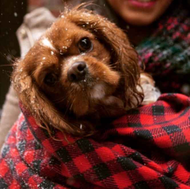 Nwr- show me your fur babies