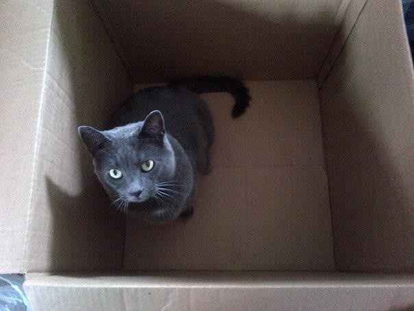 NWR:  Feline Friday :)
