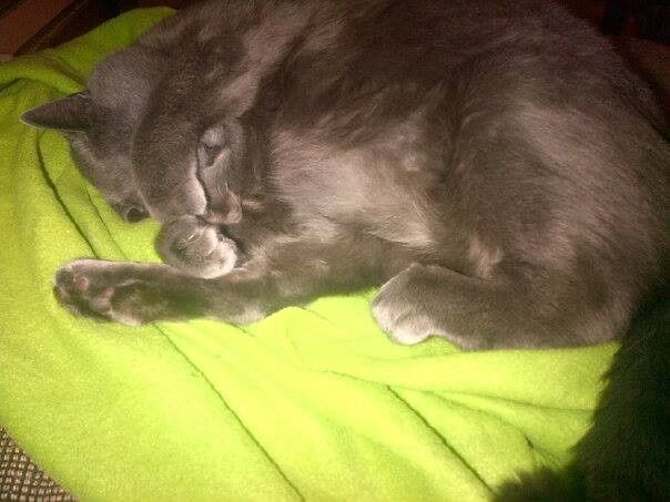 NWR:  Feline Friday :)