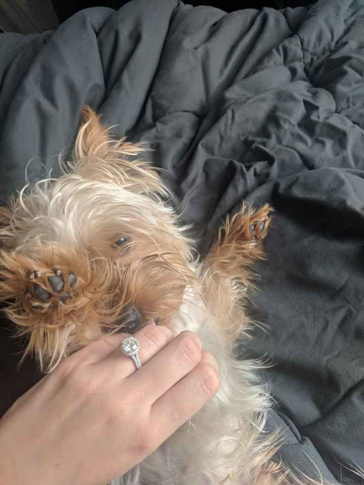 Puppies & Rings