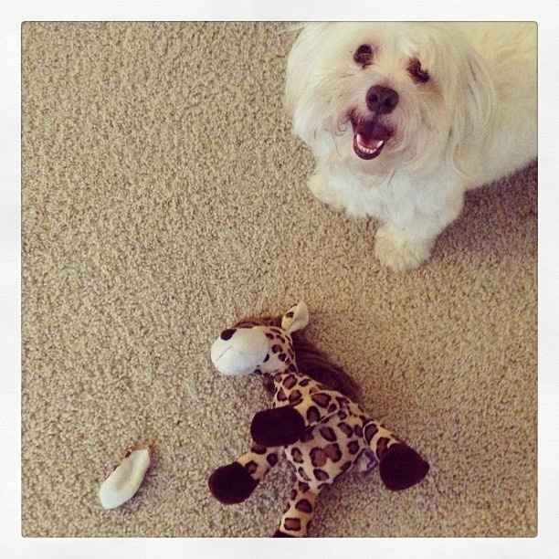 Show me your fur baby! (it has been awhile and I love seeing the pets!)