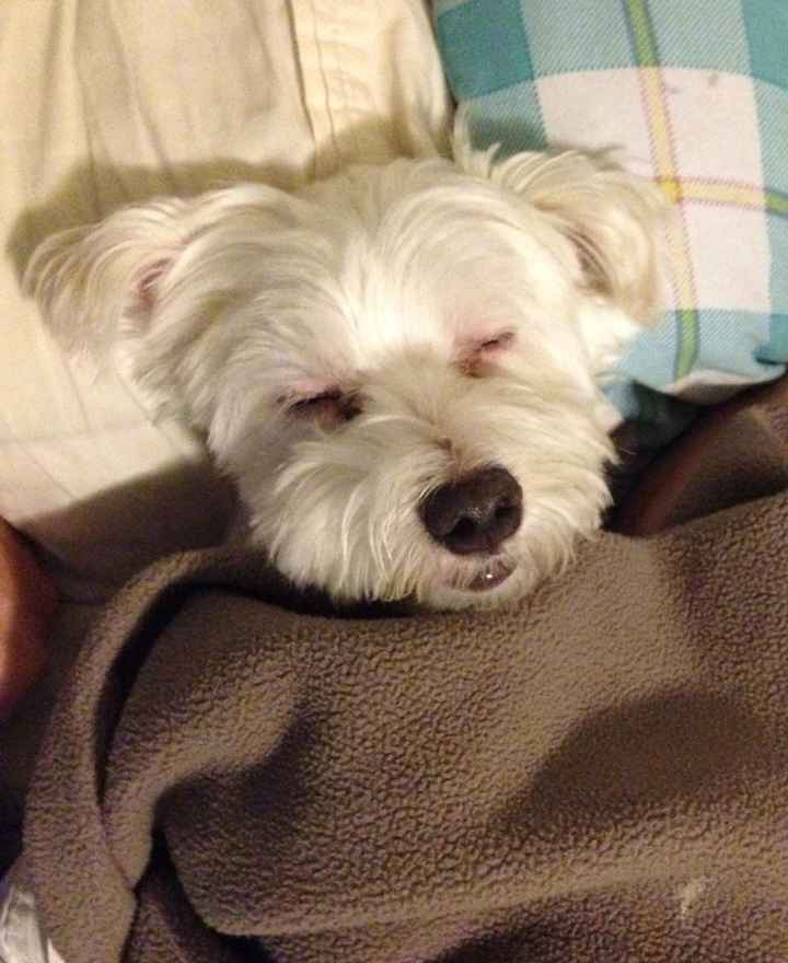 Show me your fur baby! (it has been awhile and I love seeing the pets!)