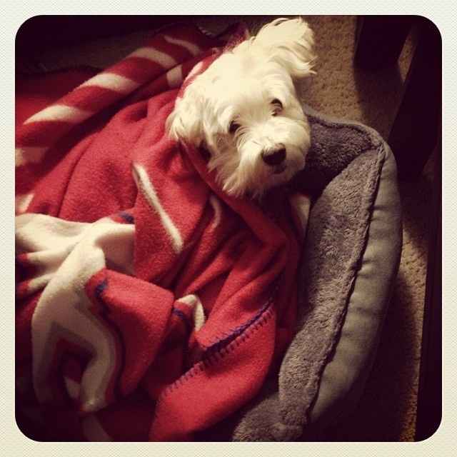 Show me your fur baby! (it has been awhile and I love seeing the pets!)