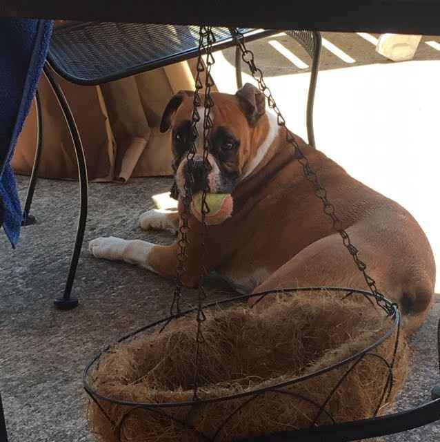 Show me those puppies!