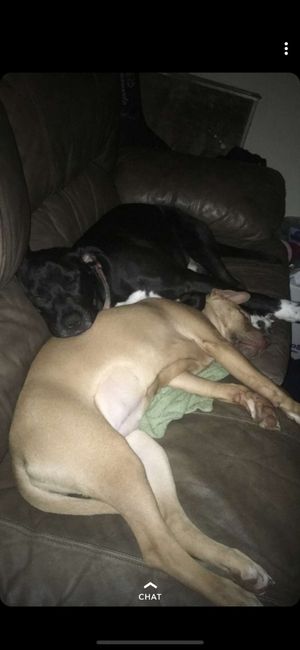 Show me your fiance and pet - 2