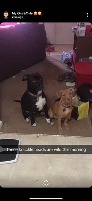 Show me your fiance and pet - 3
