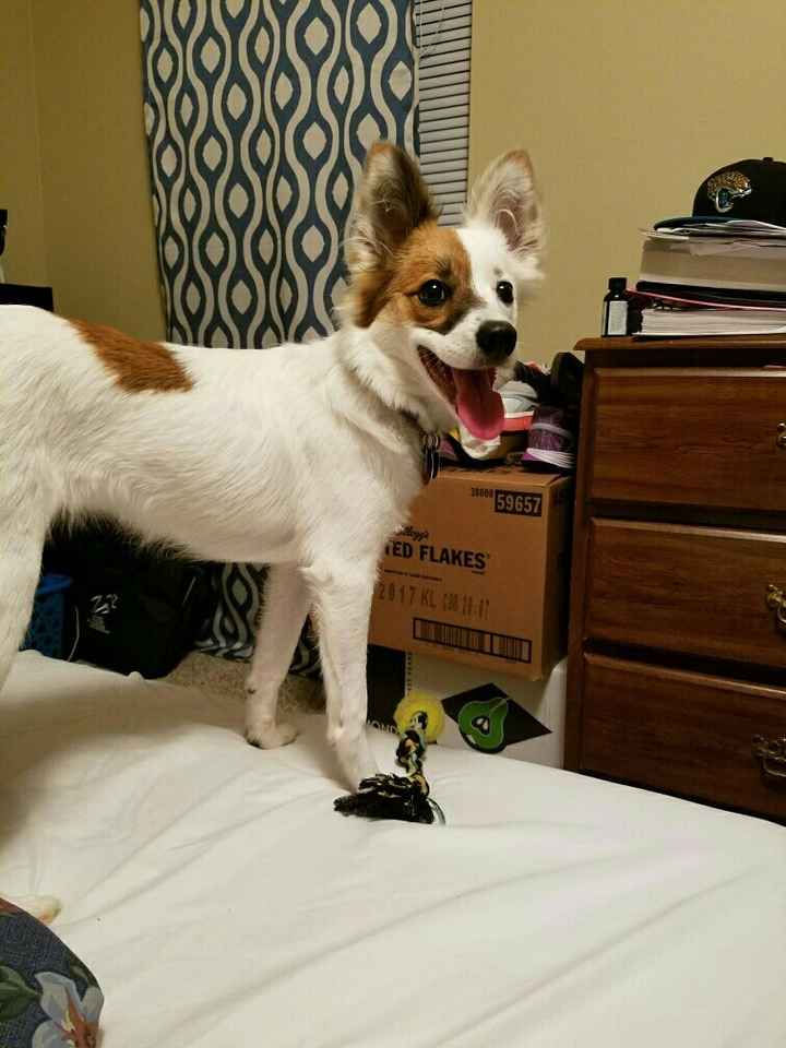 NWR: Bored? Show off your pets!