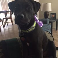 NWR: Adding New Member To Family (Furbaby)!!