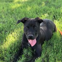 NWR: Show me your fur babies