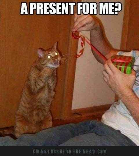 NWR: Holiday Cat Time :)