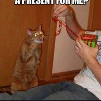 NWR: Holiday Cat Time :)