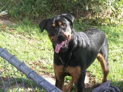 SBR: Meet my Fur-babies, lets see yours too