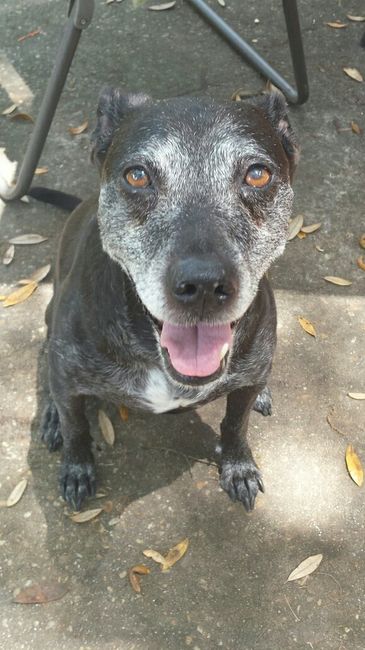 NWR: Puppybowl! And Fur Babies!