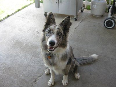 Furbabies!!! Lets show them off!
