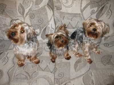 Furbabies!!! Lets show them off!