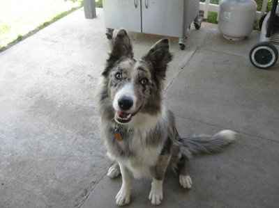 Furbabies!!! Lets show them off!