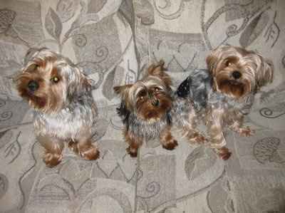 Furbabies!!! Lets show them off!