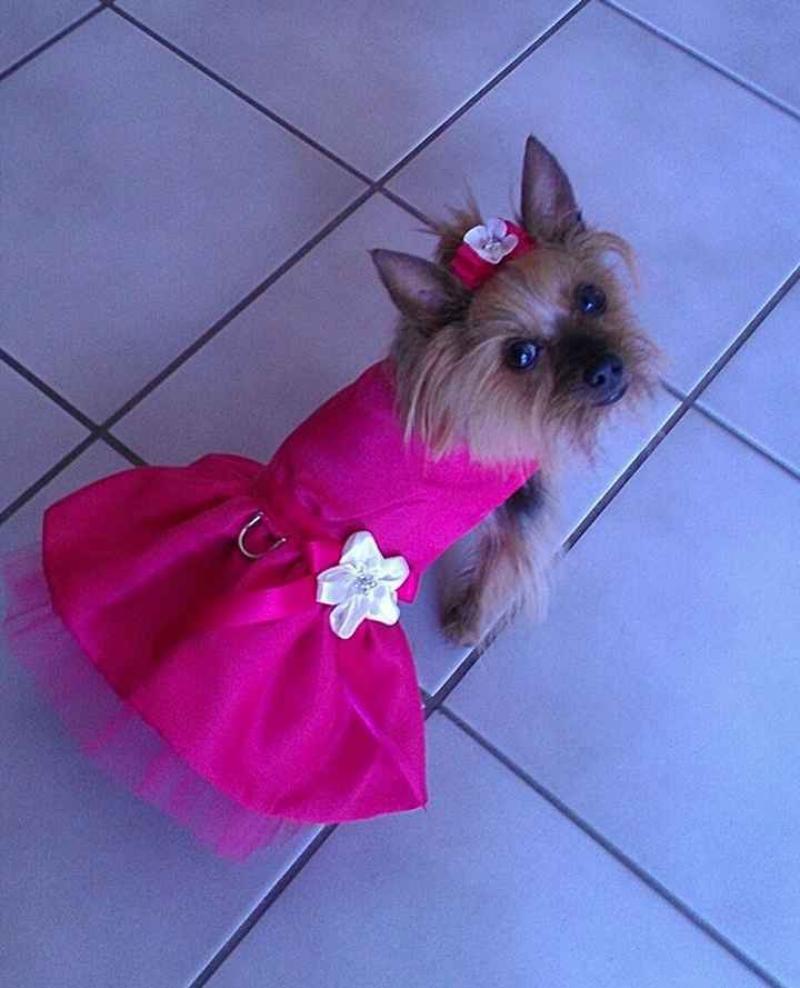 Dog down the aisle. what are your thoughts? UPDATE!!