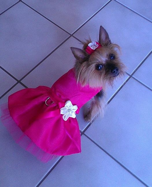 Dog down the aisle. what are your thoughts? UPDATE!!