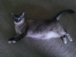 SBR: Meet my Fur-babies, lets see yours too