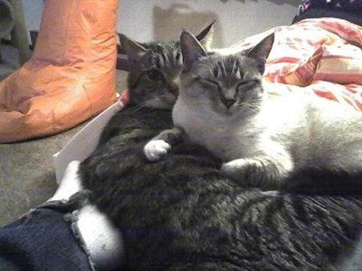SBR: Meet my Fur-babies, lets see yours too