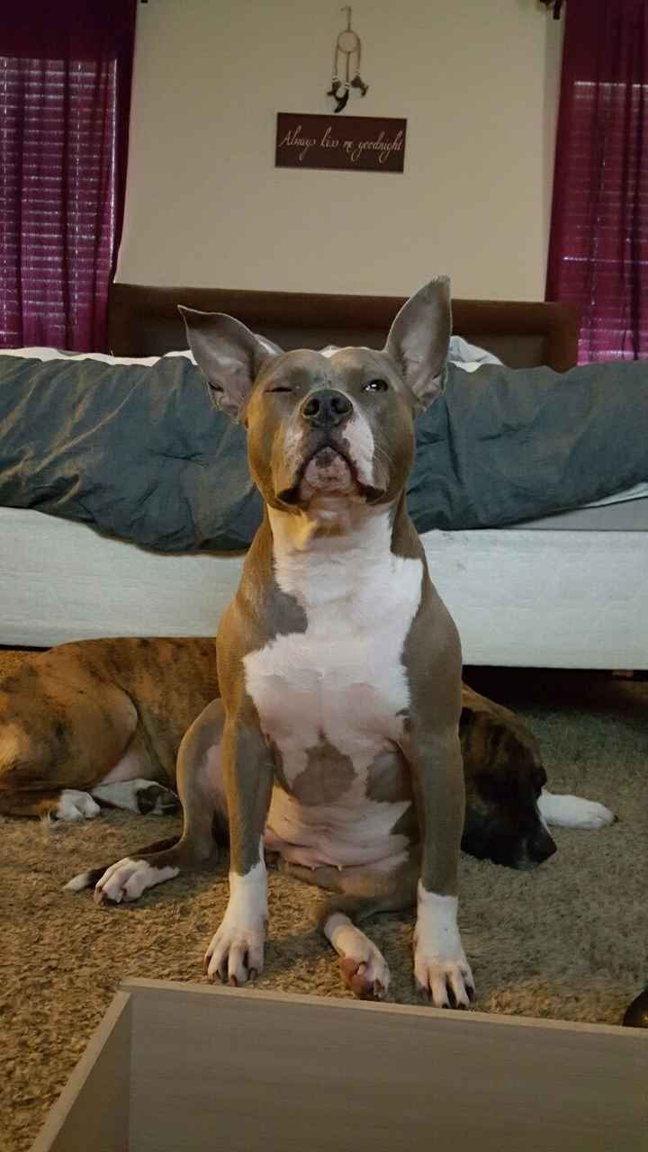 NWR: post pics of your pets!!