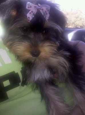 NWR: I want to see your pets!
