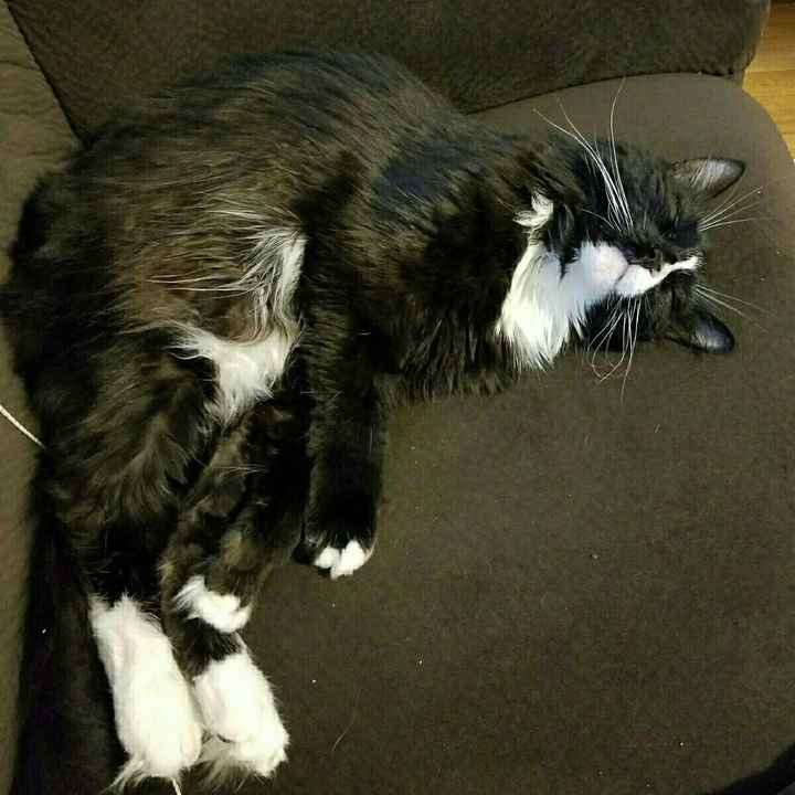 Nwr- show me your fur babies