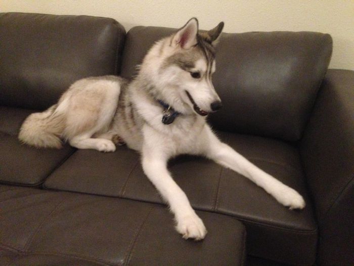 NWR Happy Fursday! Show me your fur babies!