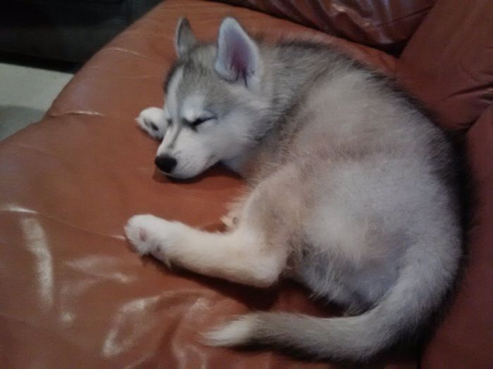 NWR Happy Fursday! Show me your fur babies!