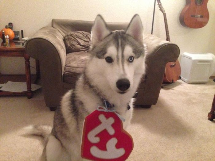 NWR: Happy Furry Fursday, let's see them fur babies!
