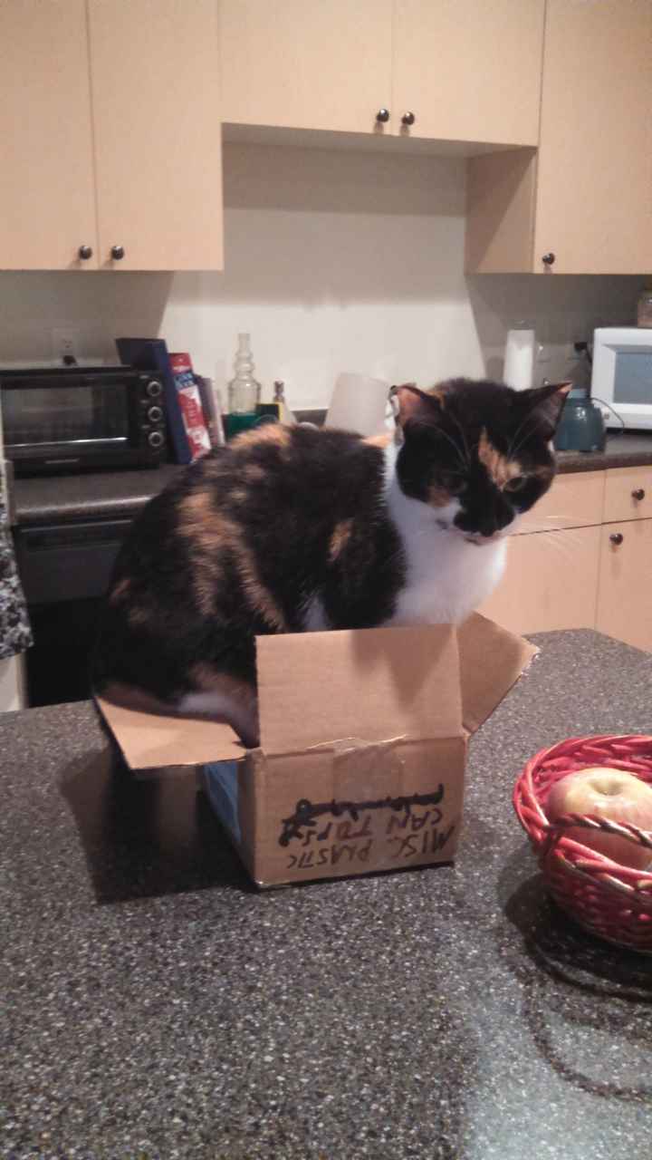 Spinoff - Cat wedding!