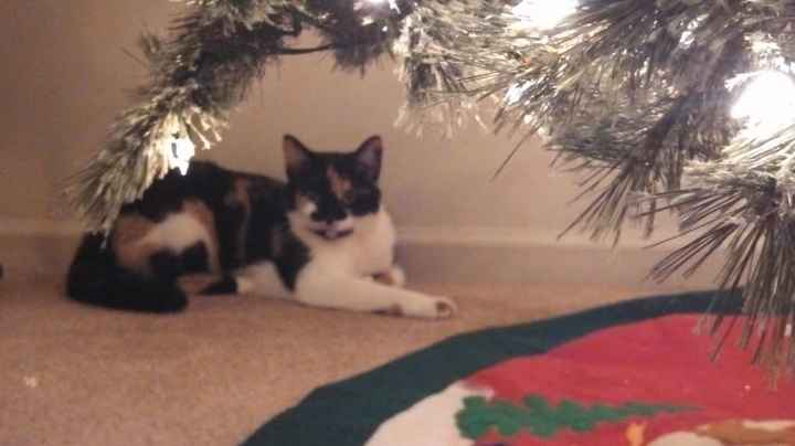 Spinoff - Cat wedding!