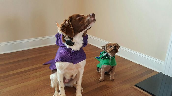 Brag Post - Pet Edition!