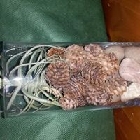 Centerpieces! Opinions/suggestions please (pics)