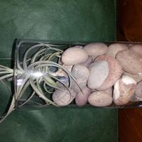 Centerpieces! Opinions/suggestions please (pics)