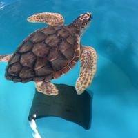 Where did you go on your first trip together? - 1