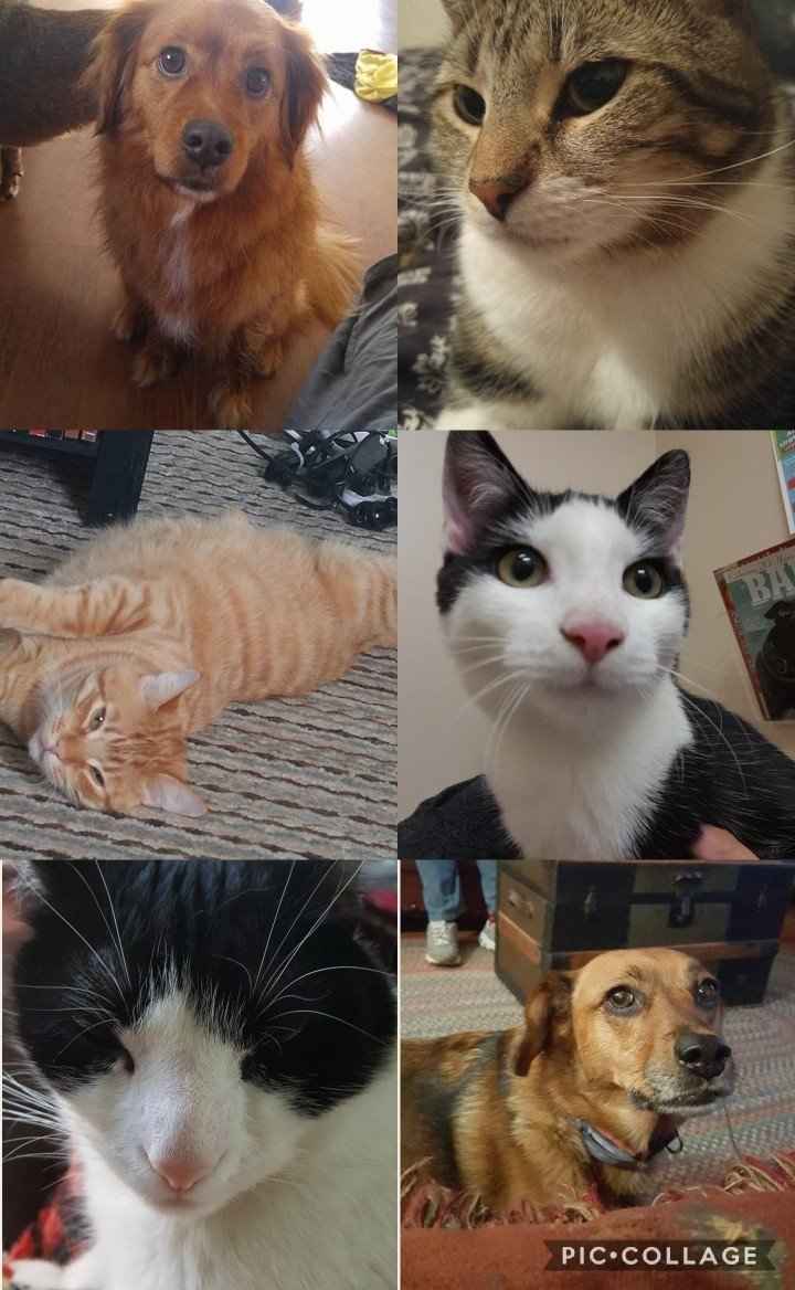 NWR: Show me your fur babies