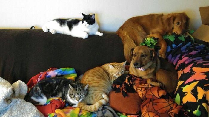 Let me see those fur babies!