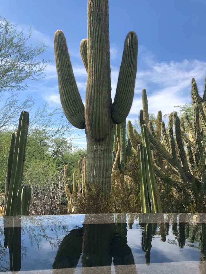 Bachelorette Party in Scottsdale 🌵 - 15